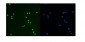Anti-KAP1/TRIM28 Antibody Picoband™ (monoclonal, 3H2)